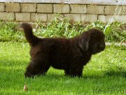 Превью фото № 159634