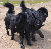 Превью фото № 159655