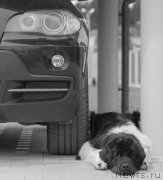 Превью фото № 159678