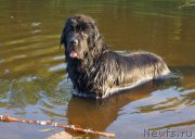 Превью фото № 159690