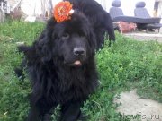 Превью фото № 159760