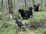 Превью фото № 159795