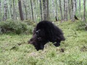 Превью фото № 159796