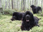 Превью фото № 159798