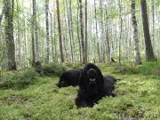 Превью фото № 159799