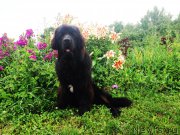 Превью фото № 159802