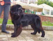 Превью фото № 159817