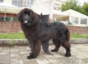 Превью фото № 159818