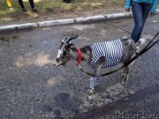 Превью фото № 159832