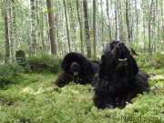 Превью фото № 159847