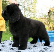 Превью фото № 159935