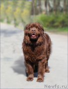 Превью фото № 159997