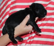 Превью фото № 160024