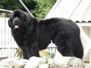 Превью фото № 160065