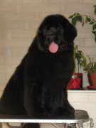 Превью фото № 160080