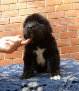 Превью фото № 160122