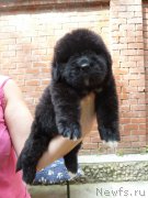 Превью фото № 160123