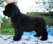 Превью фото № 160148