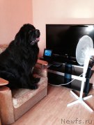 Превью фото № 160189