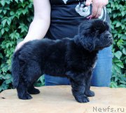 Превью фото № 160192