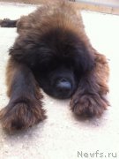 Превью фото № 160283