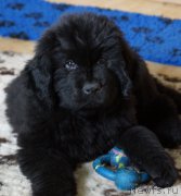 Превью фото № 160302