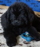 Превью фото № 160303