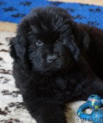 Превью фото № 160304