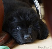 Превью фото № 160305