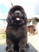 Превью фото № 160357