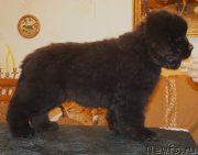 Превью фото № 160378