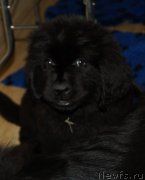 Превью фото № 160413