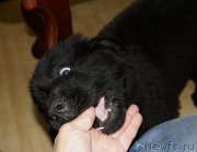 Превью фото № 160414