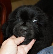 Превью фото № 160415