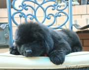 Превью фото № 160422