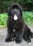 Превью фото № 160439