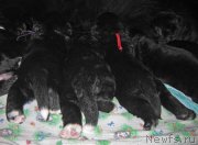 Превью фото № 160441