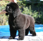 Превью фото № 160464