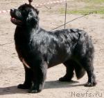 Превью фото № 16054