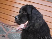 Превью фото № 160542