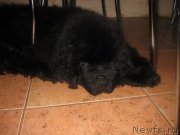 Превью фото № 160553