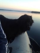 Превью фото № 160564