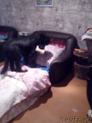 Превью фото № 160594