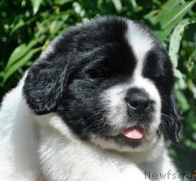 Превью фото № 160635