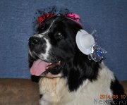 Превью фото № 160649