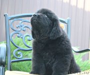 Превью фото № 160665