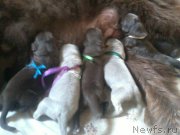 Превью фото № 160683