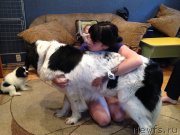 Превью фото № 160738