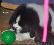 Превью фото № 160757