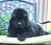 Превью фото № 160772